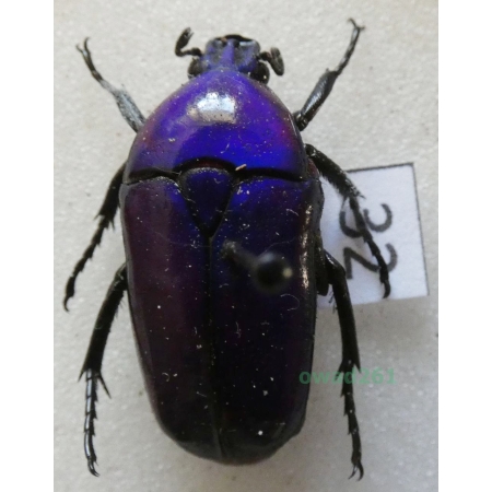 Chlorocala africana oertzeni Kolbe, 1895 ex. ovo Tanzania32